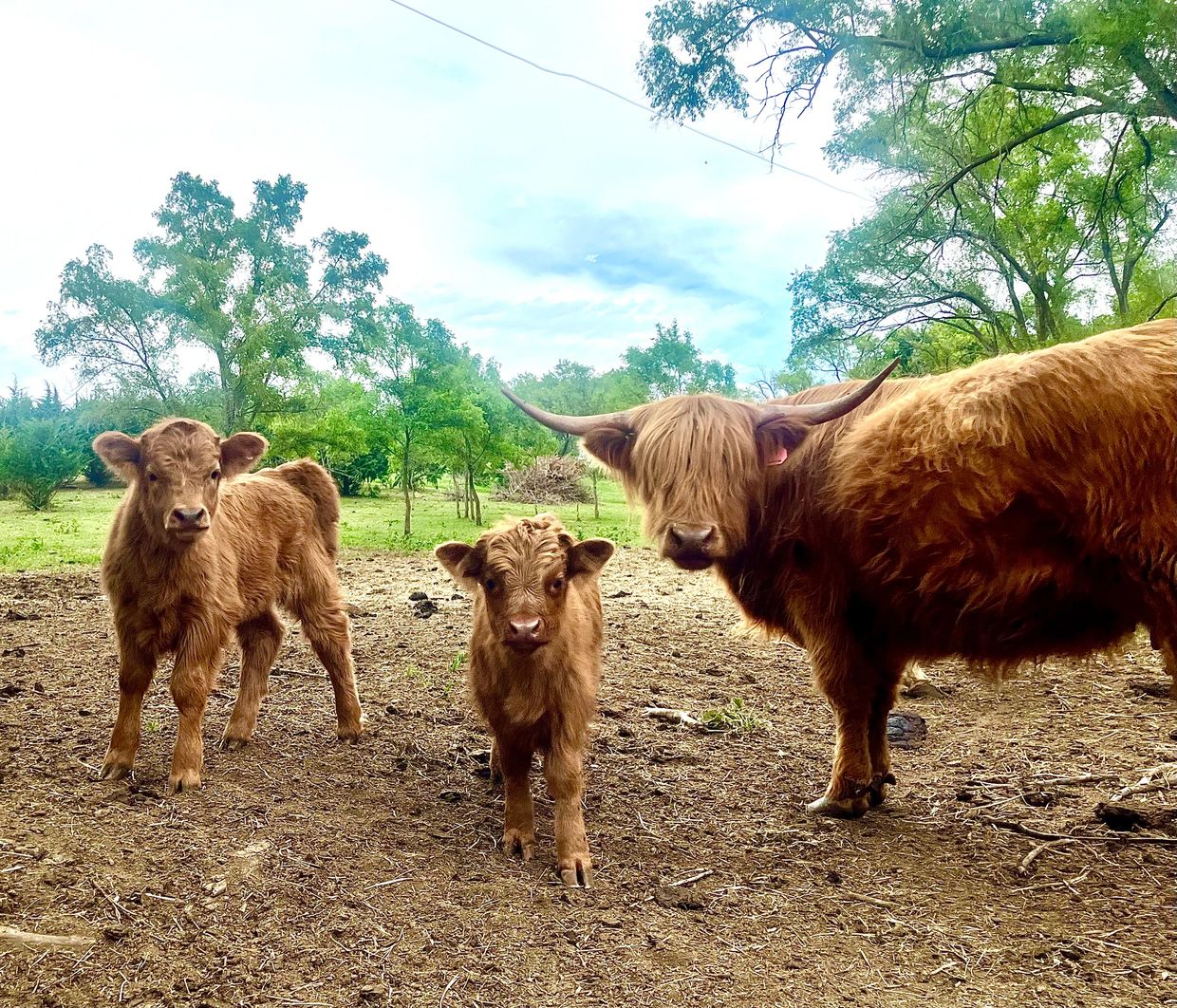 Mini cows