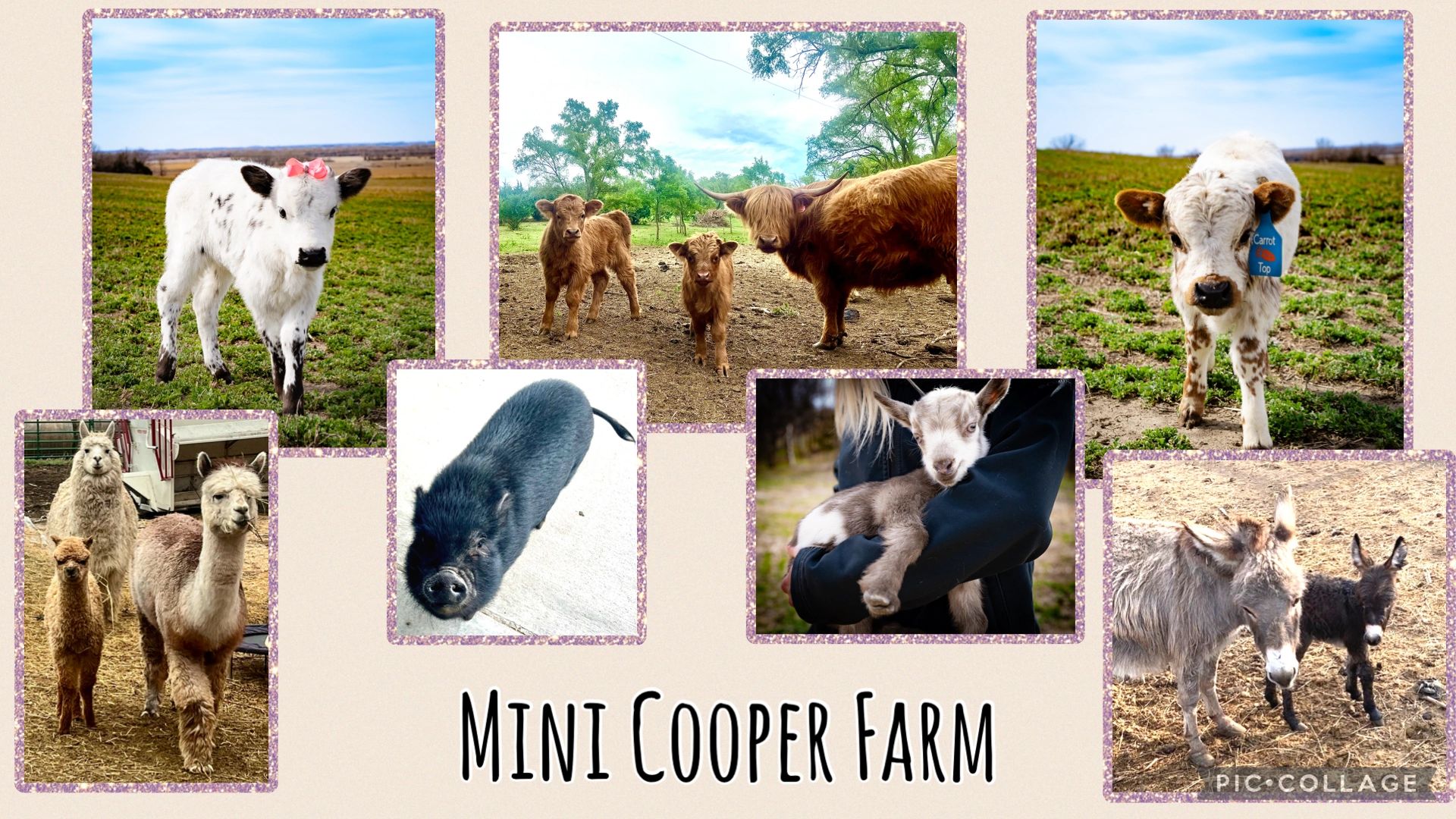 Farm Animals