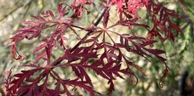 Close-up of delicate red maple leaves with a blurred natural background.