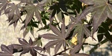 Close-up of dark purple Japanese maple leaves in sunlight.