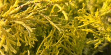 Close-up of yellow-green conifer branches with fine needles.