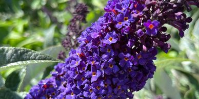 Close-up of vibrant purple flowers on a green leafy background.