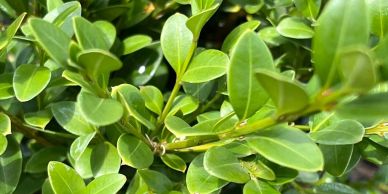 Close-up of vibrant green leaves on a shrub.
