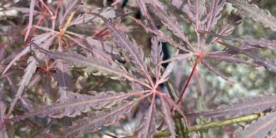 Close-up of purple Japanese maple leaves with intricate veins.