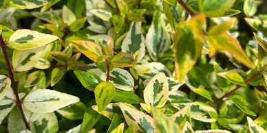 Close-up of variegated green and cream leaves on a plant.