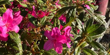Bright pink flowers blooming amidst green leaves in sunlight.