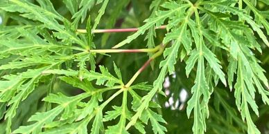 Close-up of green leaves with intricate, jagged edges.
