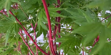 Close-up of green leaves with vibrant red stems on a plant.