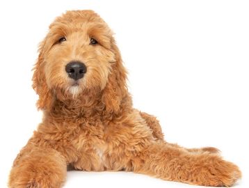 Dog Bath & Cut Services and Prices