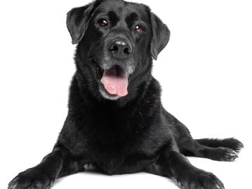 Dog Bath Services and Prices