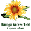 Horringer Sunflower Field