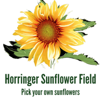 Horringer Sunflower Field
