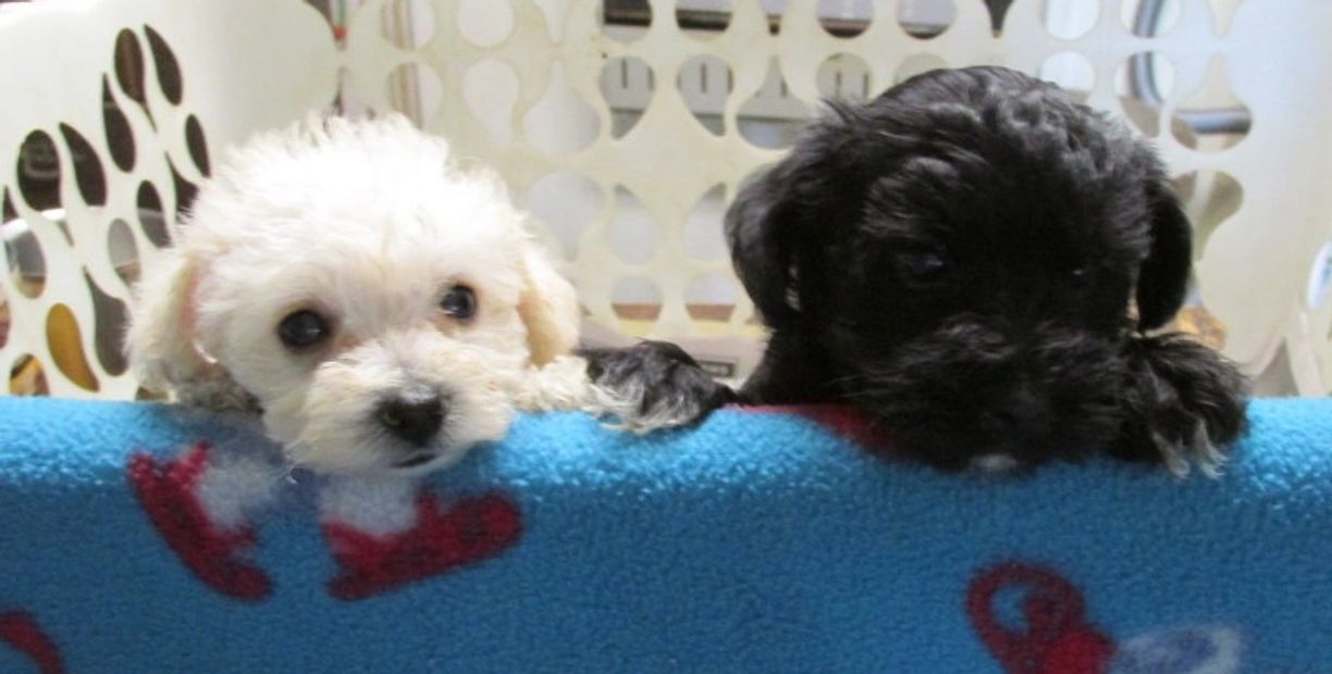 Here are some of our puppies that have found good homes.