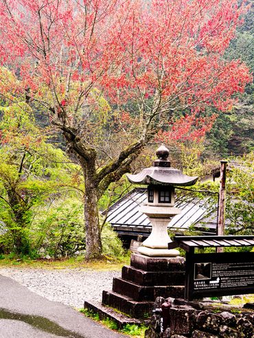 Stone lantern by a blossoming tree in a serene garden.
