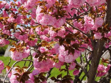 Pink cherry blossoms blooming on a tree in spring.