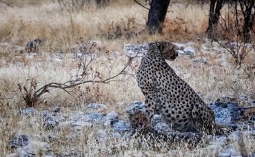 A cheetah sits alert in a dry, grassy landscape with sparse trees.