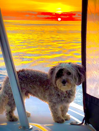 Petey at sunset
