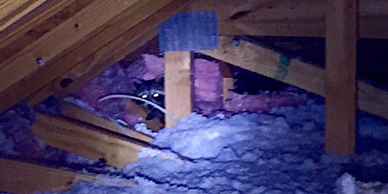 Raccoon in Vents and attic in Louisville Kentucky