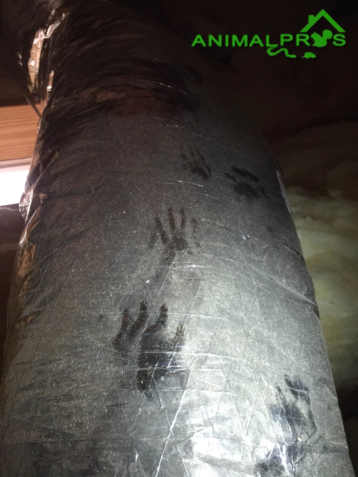 Raccoons in the attic.