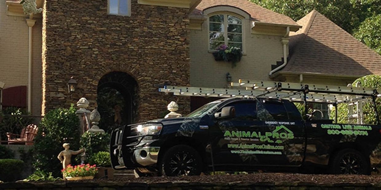 Raccoon damage & insulation services in Louisville