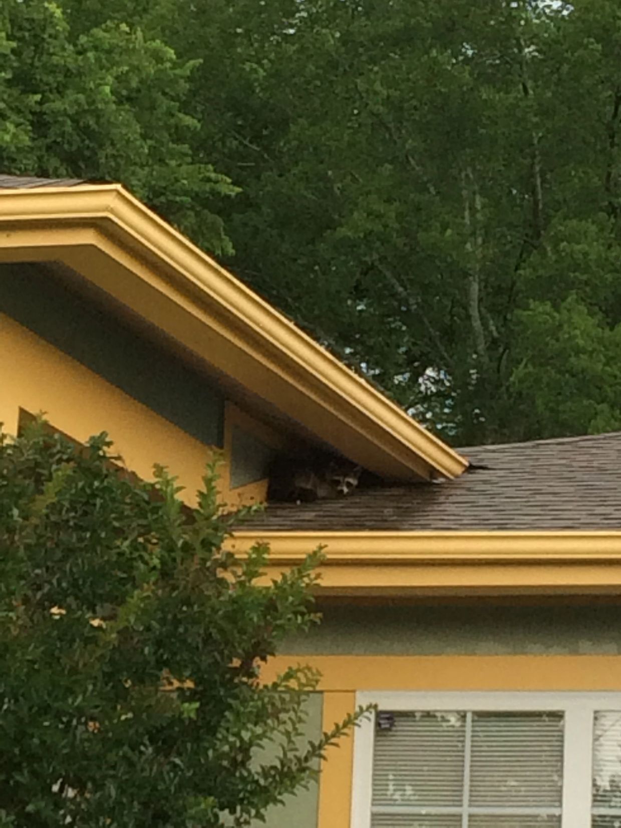 Raccoon attic restoration and damage 