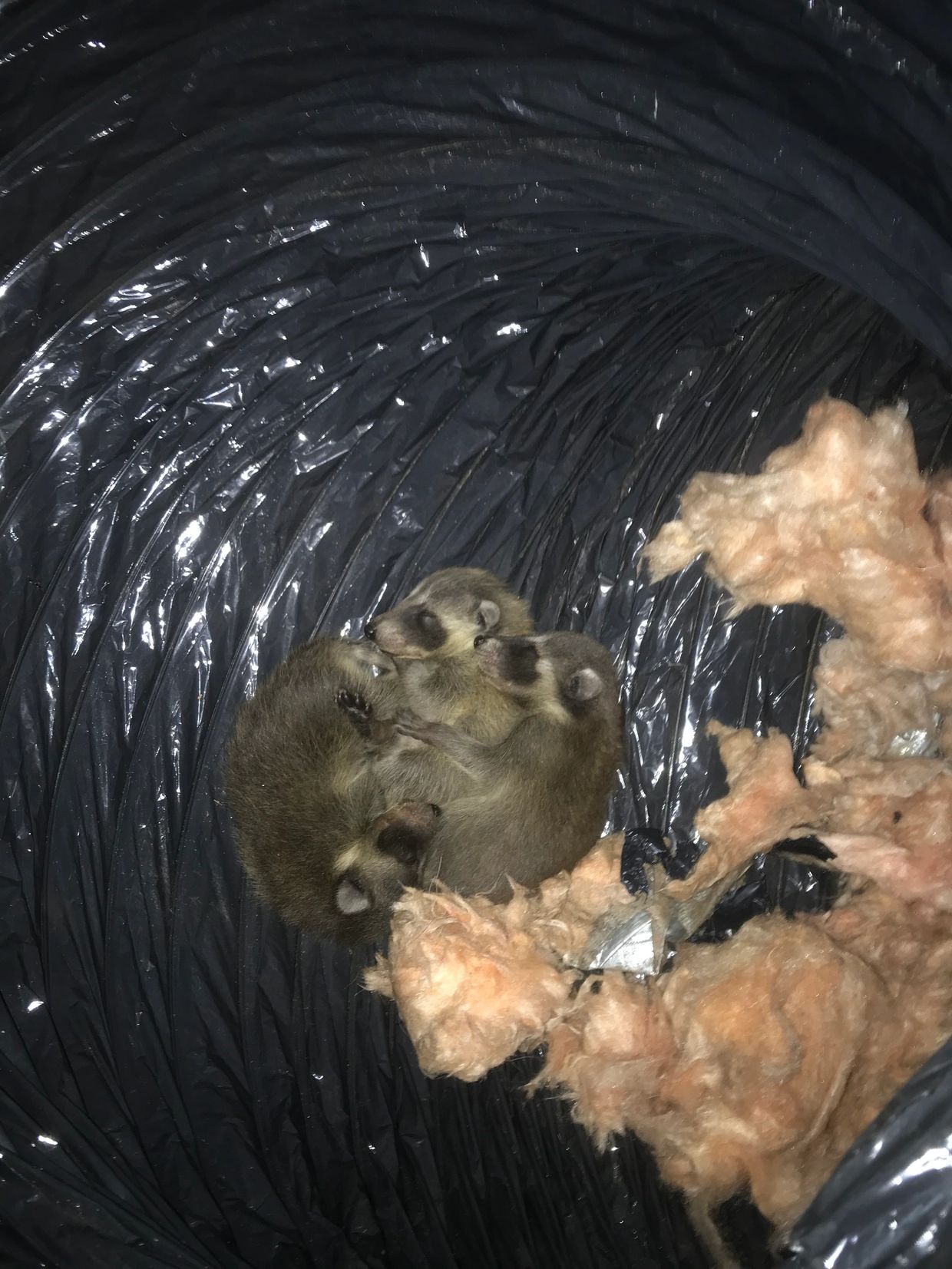 Louisville Raccoon Damage to Ducts