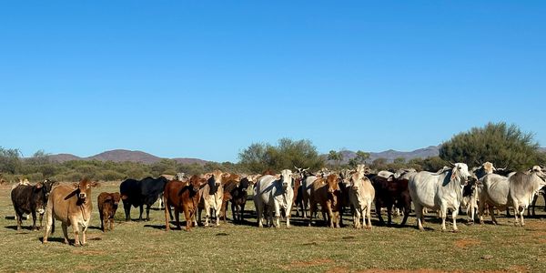 A herd of cows standing on a grassy field under a clear blue sky.
