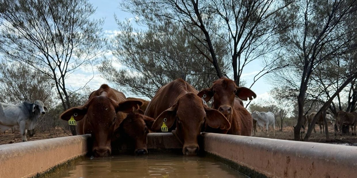Brown cows drinking water from a trough in a dry, leafless tree area.
