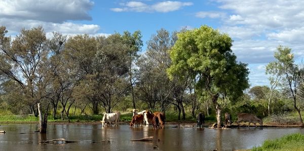 Cows standing in a flooded area surrounded by trees under a partly cloudy sky.