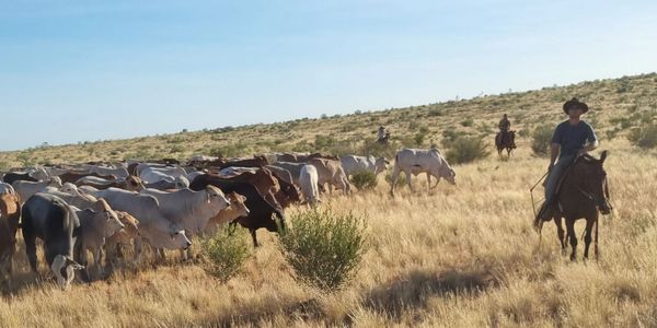 Cowboys herding cattle across a dry grassland under clear skies.