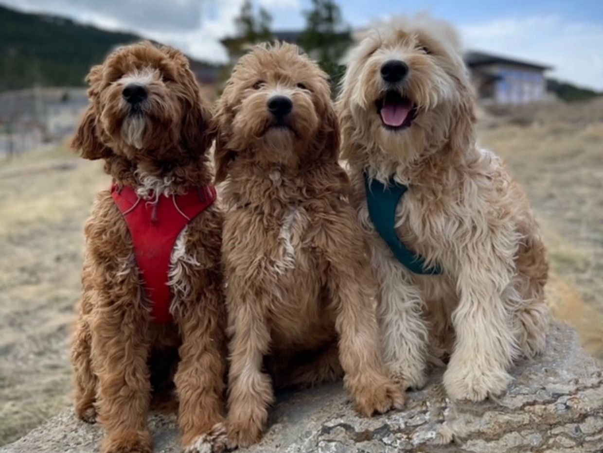Mini goldendoodles for sale in montana 
