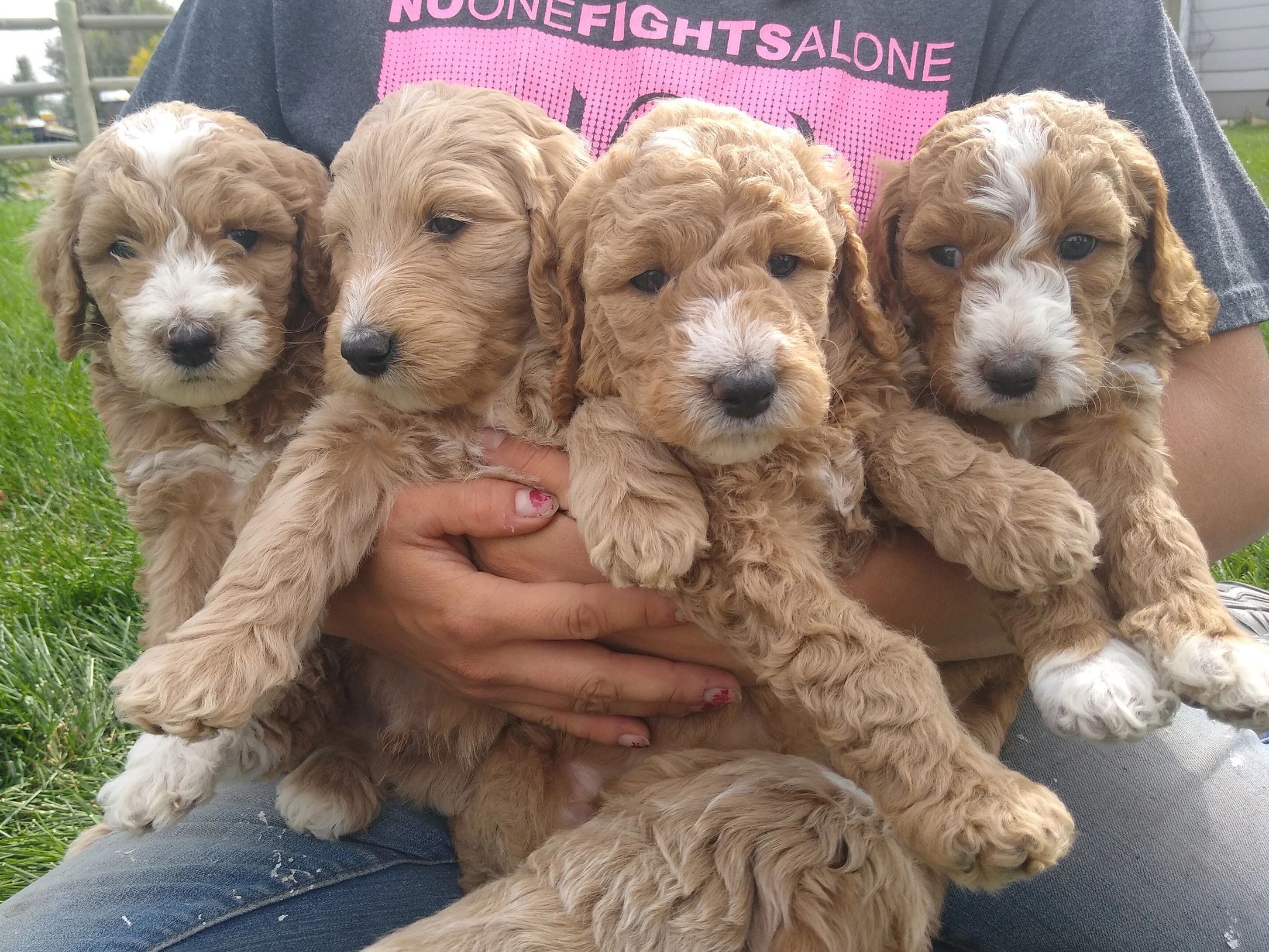Miniature goldendoodle puppies for sale in Montana.