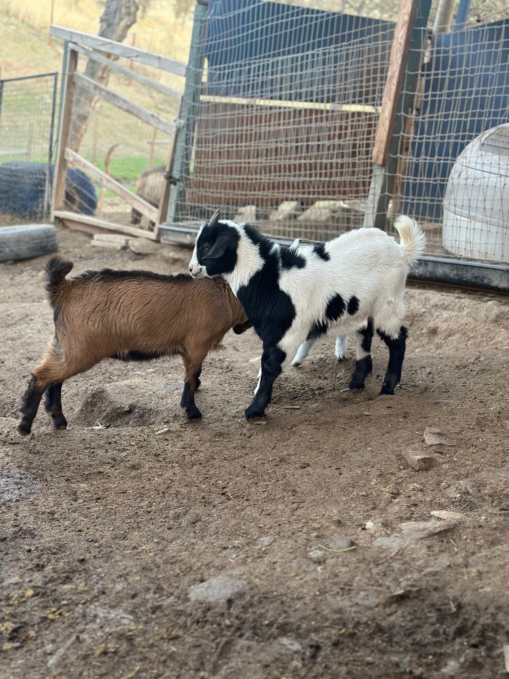 Blinky black and White