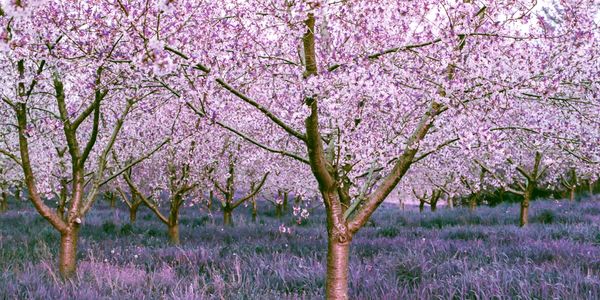 Cherry Blossoms on a Cherry Orchard in Traverse City Michigan.  