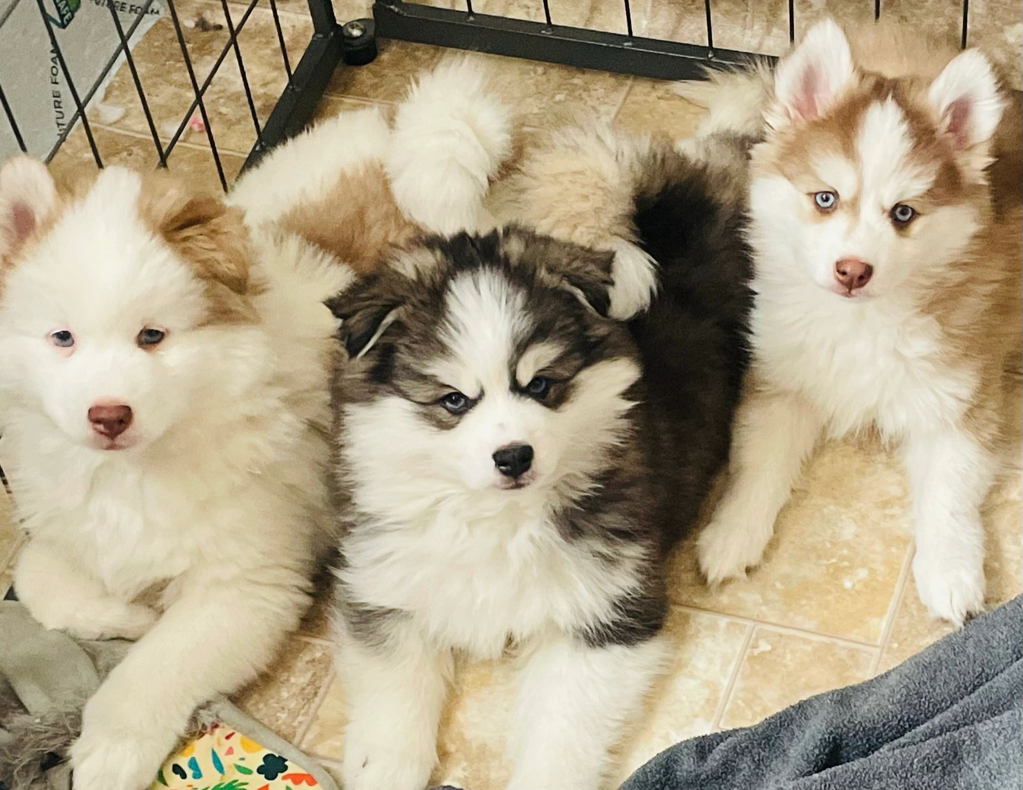 Pomsky Acres Pomsky Puppy Breeder Puppies For Sale Pomsky Acres Pomsky Puppy Breeder Puppies For Sale
