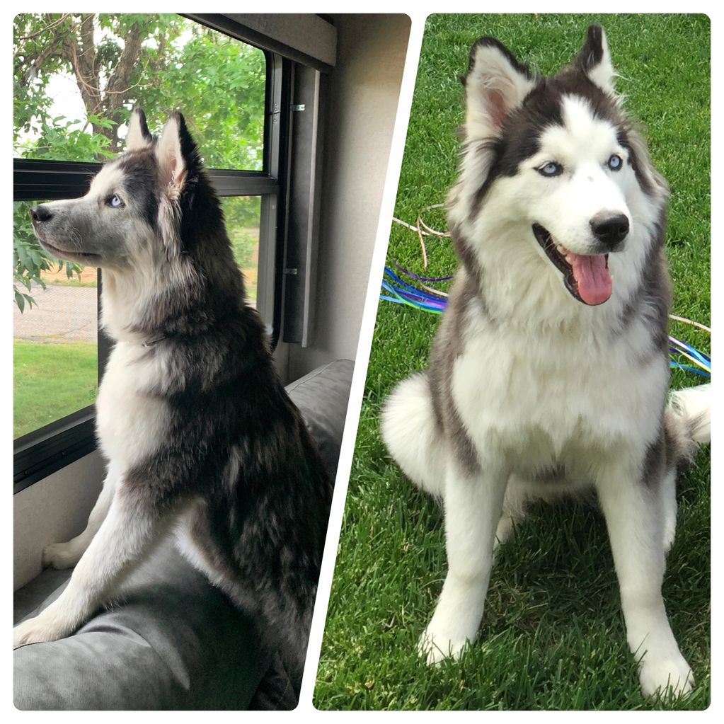 Paisley our Siberian who loves life!