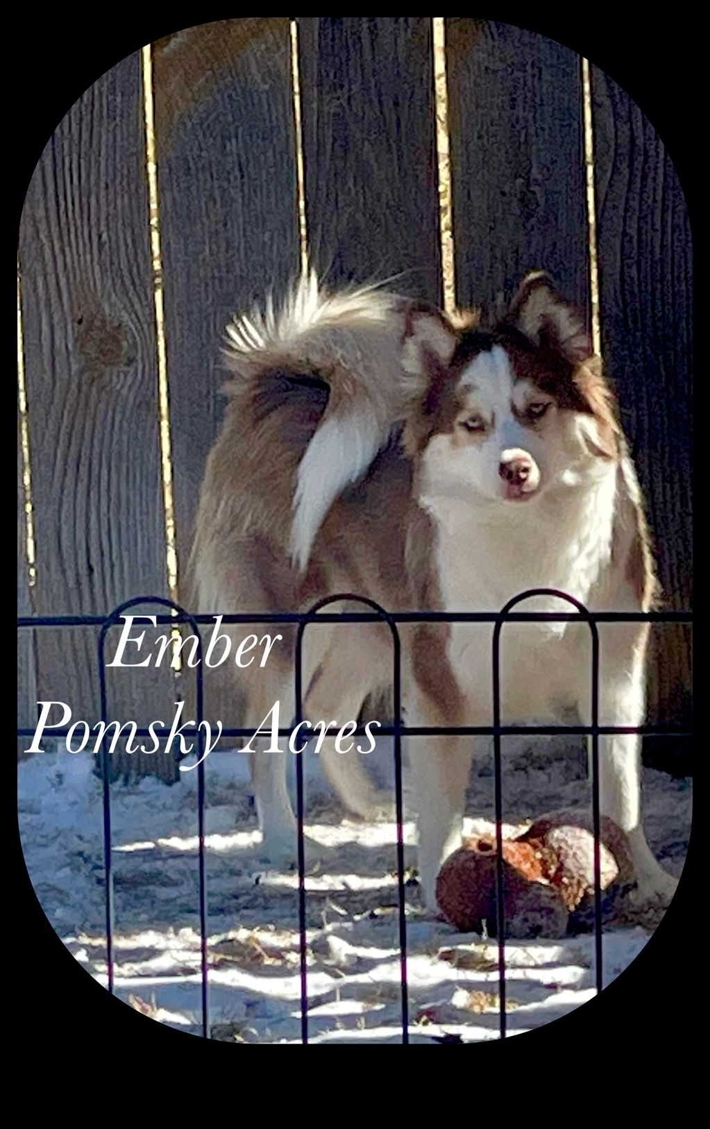 Miss Ember