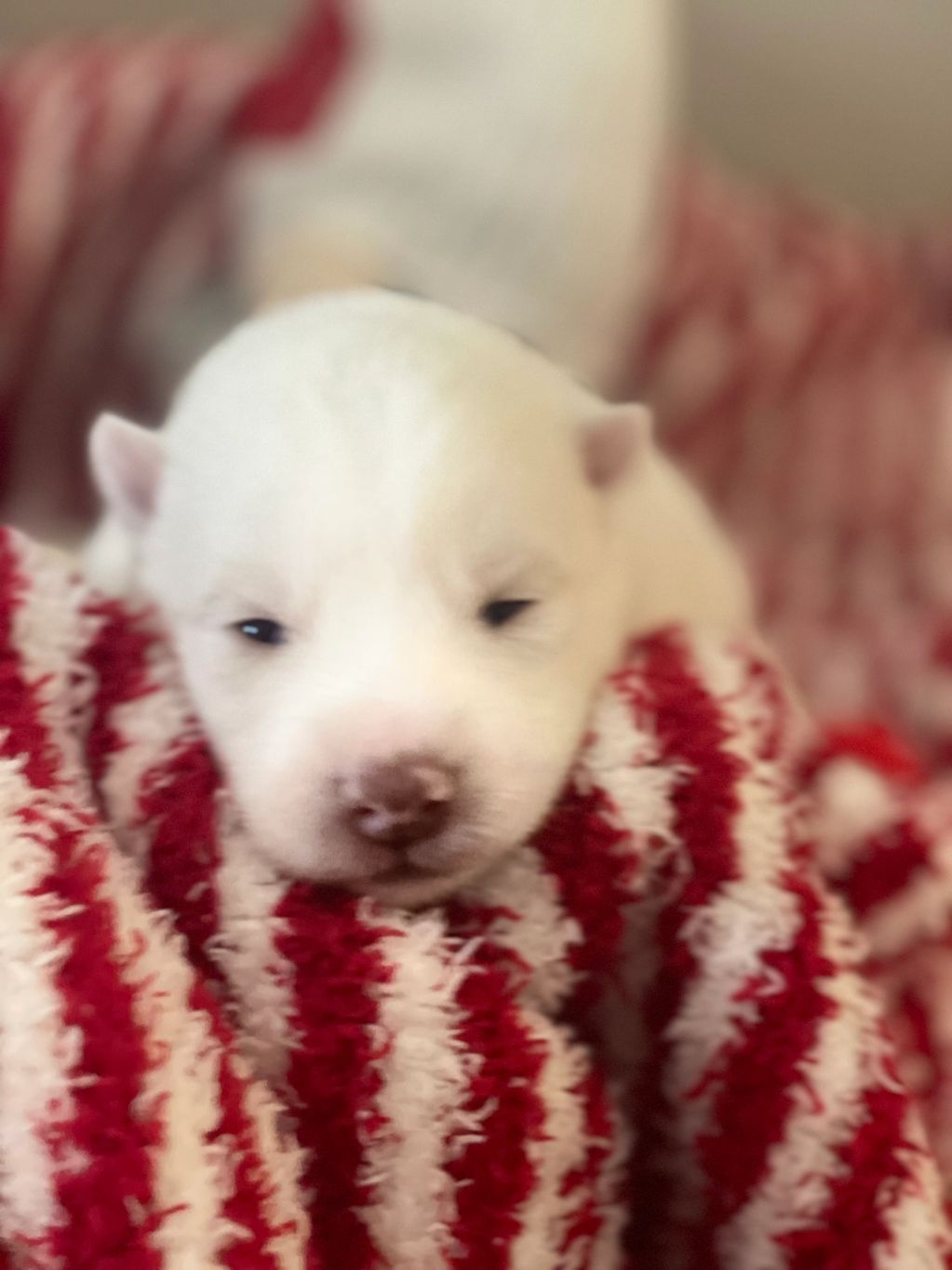 Scout has eyes open, just 2 weeks old. Expect blue eyes, white olusg coat.