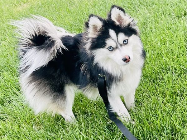 Pomsky Puppies Colorado: Top Breeder Picks