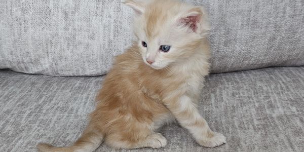 Colorado Maine Coon kittens for sale Colorado Maine Coon Cattery