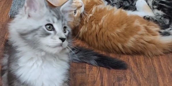 Top Maine Coons