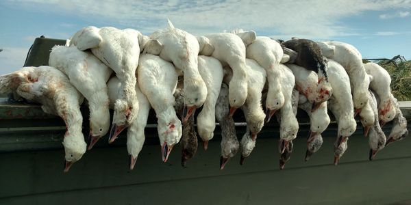 Snow Goose hunting, Currituck County, North Carolina, Fourth Generation Outfitters