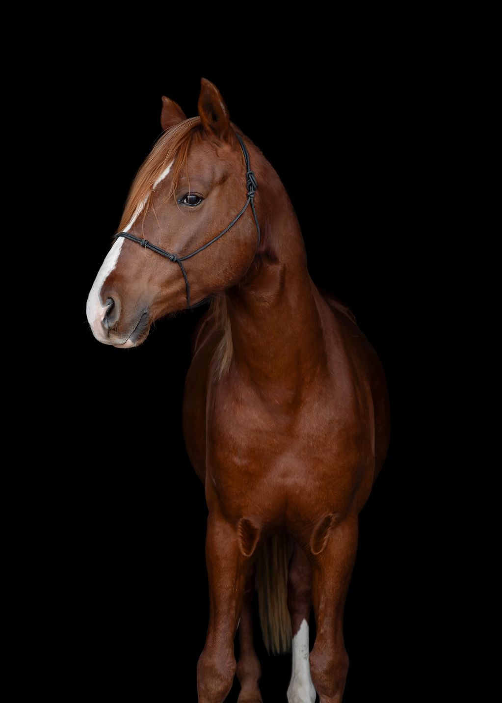 Chestnut horse with a white blaze on its face against a black background.