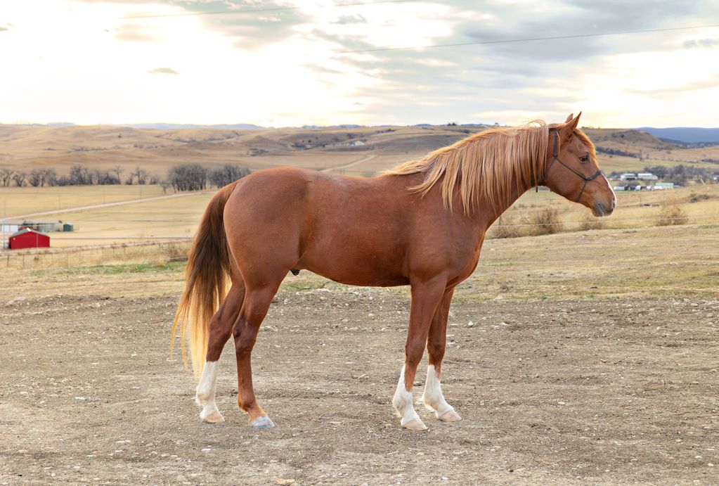 A chestnut horse standing on a dirt field with a rural landscape background.