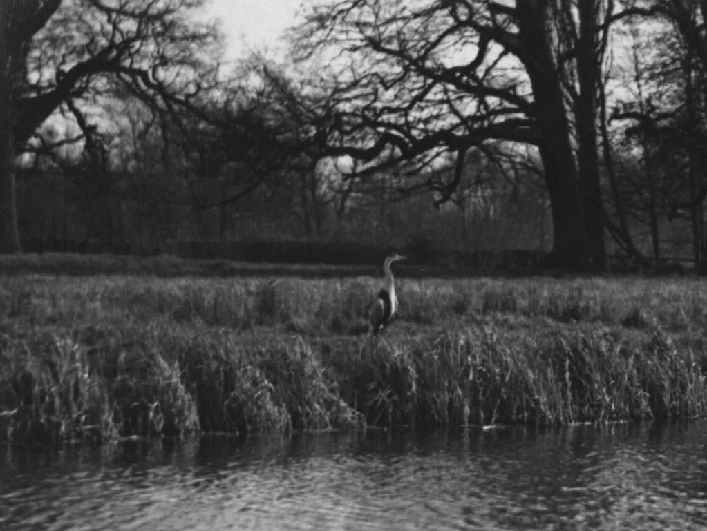 Grey heron by River Thames near Oaken Grove, Henley