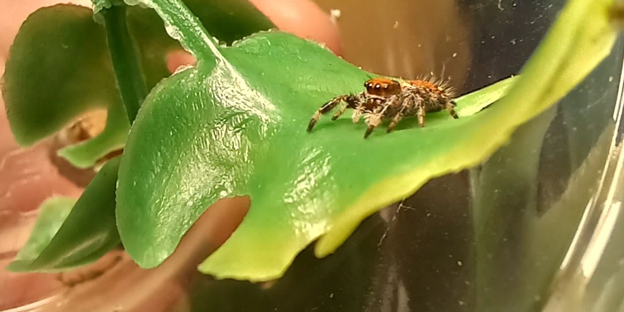 JUMPING SPIDER AS PET: A Comprehensive Jumping Spider Pet Care Guide for  Beginners including habitat, diet, handling, breeding, cost and maintenance.
