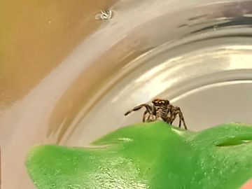 Spoodville Jumping Spider For Sale