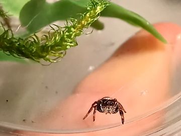 JUMPING SPIDER AS PET: A Comprehensive Jumping Spider Pet Care Guide for  Beginners including habitat, diet, handling, breeding, cost and maintenance.