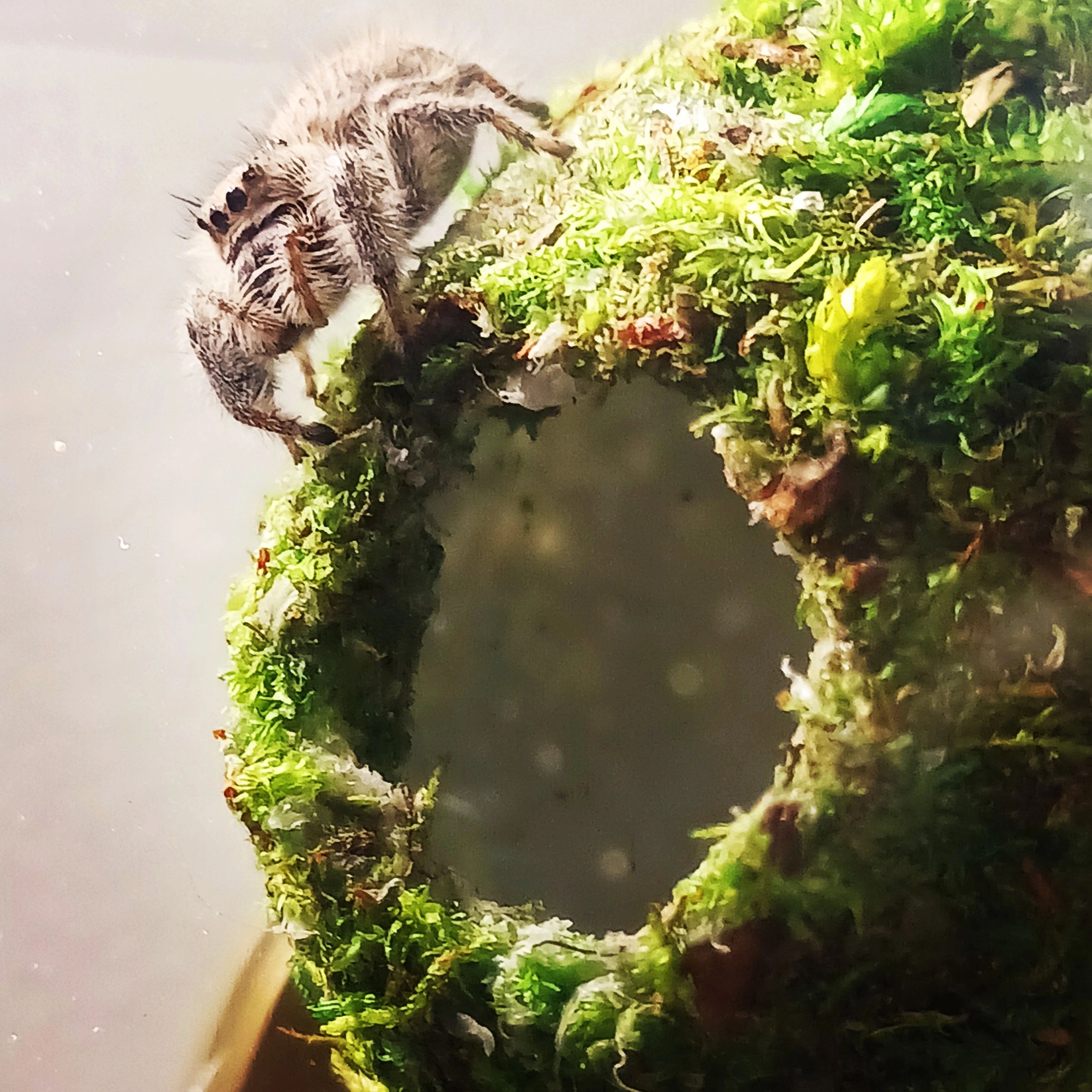 Spoodville Jumping Spider For Sale, Captive Bred Jumping Spiders For  Adoption