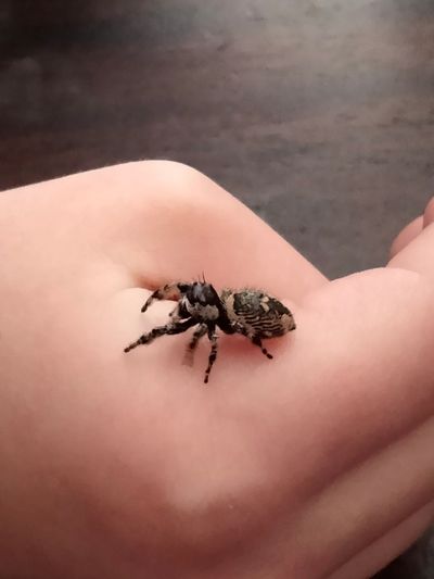 Can anyone help me ID this Jumping Spider? - Spiders - MorphMarket Reptile  Community